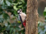 What the rings reveal – 10,000 Birds