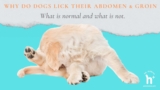 Why is my dog licking their groin area? Top reasons and solutions