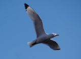 Are Kittiwakes Catholic? – 10,000 Birds