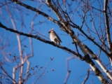 Celebrating a Waxwing Winter – 10,000 Birds