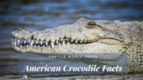 10 Exciting Facts About The Gigantic American Crocodile