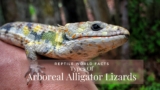 10 Interesting Species Of The Stunning Arboreal Alligator Lizards