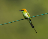 Birding Tongbiguan, Yunnan (part 1)