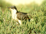 Birdwatcher or Bird Photographer? – 10,000 Birds