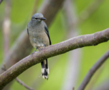 Birding Shanghai in October 2023