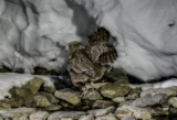 Blakiston’s Fish Owl on Hokkaido