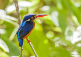 Birding Sukau, Sabah, Borneo – 10,000 Birds