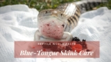 Blue-Tongue Skink Care – 10 Important Things You Need To Know