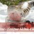 Signs of Stress in a Cat (and What to Do About It)