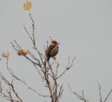 A winter miscellany – 10,000 Birds