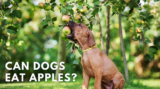 Can dogs eat apples? – Dr. Dobias Natural Healing