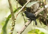 The Cocha Antshrike – 10,000 Birds