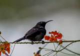 Sunbirds of Sepilok – 10,000 Birds
