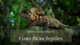 10 Fascinating Costa Rican Reptiles You’ll Love