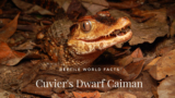 11 Exciting Facts About The Small Cuvier’s Dwarf Caiman