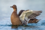 Winter Birding in Bonn – 10,000 Birds