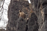 More Rewarding Rock Outcrops near Bonn