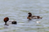 More Winter Birding in Bonn