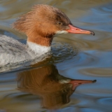 Late Winter Birding in Munich