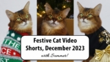 My Holiday Compilation of December Shorts