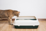 How Do Cats Know to Use the Litter Box? Vet-Approved Facts