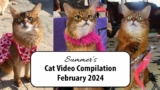 You’ll Find Cat Shows and Romance in My February Compilation