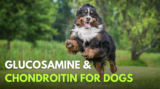 Glucosamine and Chondroitin for Dogs – Dr. Dobias Natural Healing