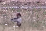 A Most Unexpected Encounter – 10,000 Birds