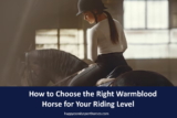 How to Choose the Right Warmblood Horse for Your Riding Level