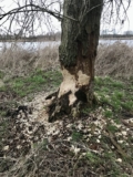 Oostvaardersplassen – 10,000 Birds