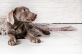 Why Do Dogs Fart? Tips for Managing Digestive Issues in Dogs