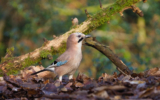 The Garrulous Jay – 10,000 Birds