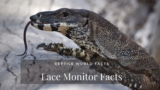 11 Fun Facts About The Beautiful, Large Lace Monitor