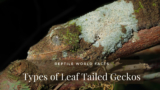 The 21 Species of the Wonderful Looking Leaf Tailed Geckos