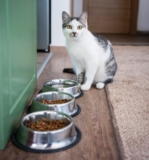 How Much Should I Feed My Cat?