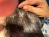 Miliary Dermatitis in Cats: Causes, Signs & Treatments (Vet Answer)