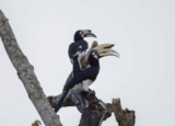 Hornbills of Sabah – 10,000 Birds