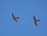 Andalucia’s City-Slicker Falcons – 10,000 Birds