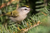 Golden-Crowned Kinglets are Trash Birds