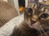 Cats, Humans, & Mental Health: Dr. Lauren’s Thoughts on Well-Being & Reciprocity