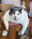 Follow Patches’ Ameowzing Weight Loss Journey