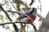 I’m Birding in the Rain, Just Birding in the Rain