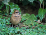 Birding Hongbenghe, Yunnan (Part 1)