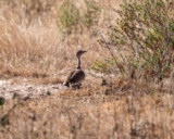 Birding Senegal: Costco ads and Scissor-tailed Kites