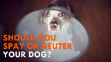 Should you spay or neuter your dog? How to avoid long-term health effe – Dr. Dobias Natural Healing