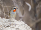 Birding Shanghai in January 2024