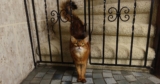 Six Essential Cat-Centric New Year’s Resolutions For You!