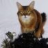 PortraitFlip Pet Portrait Review 2024: Our Expert’s Opinion