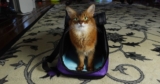 Five Everyday Tricks All Cats Should Know