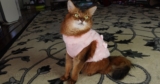 My Winter Cat Show Wardrobe